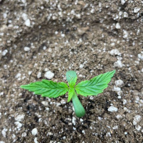 Wedding cake  growlog timeline photo