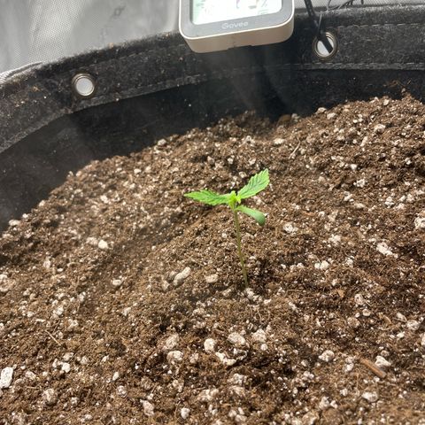 Wedding cake  growlog timeline photo