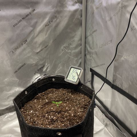 Wedding cake  growlog timeline photo