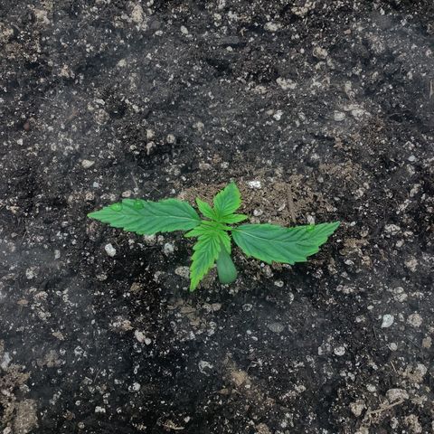 Wedding cake  growlog timeline photo