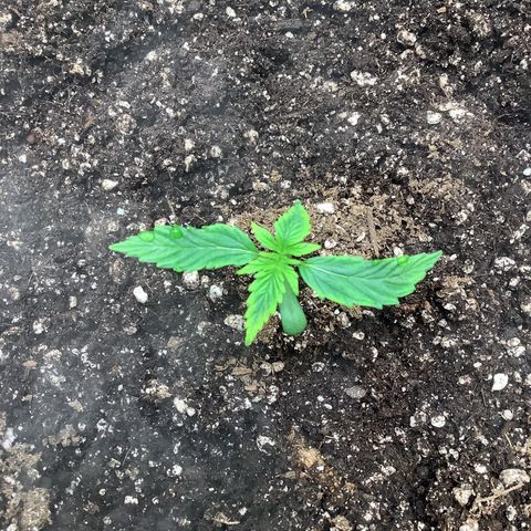Wedding cake  growlog timeline photo