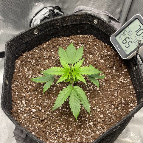 Wedding cake  growlog timeline photo