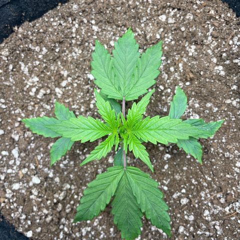 Wedding cake  growlog timeline photo