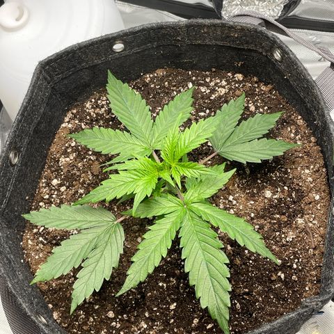 Wedding cake  growlog timeline photo