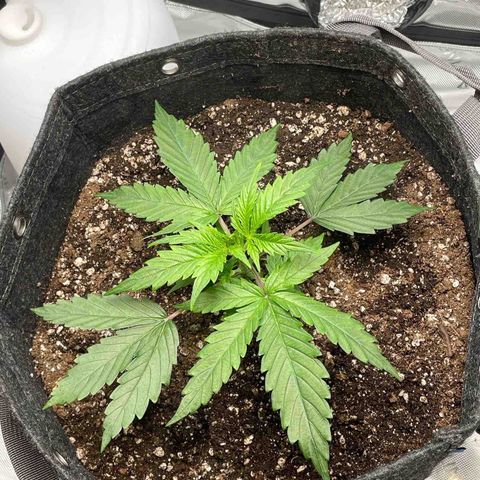 Wedding cake  growlog timeline photo