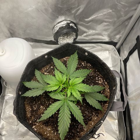 Wedding cake  growlog timeline photo
