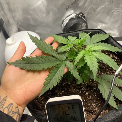 Wedding cake  growlog timeline photo