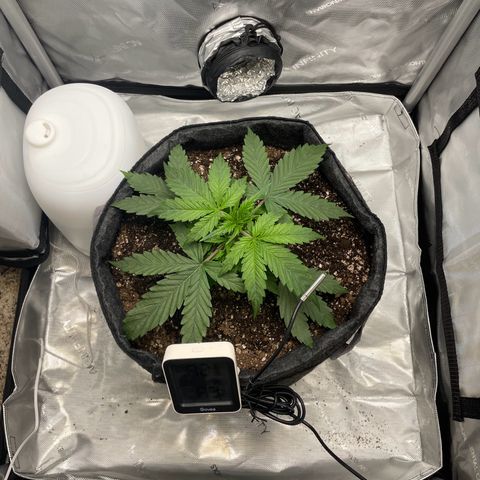Wedding cake  growlog timeline photo