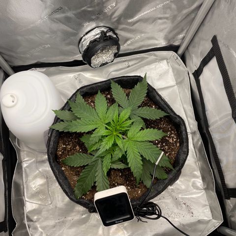 Wedding cake  growlog timeline photo