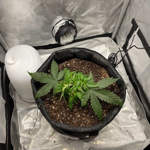 Wedding cake  growlog timeline photo