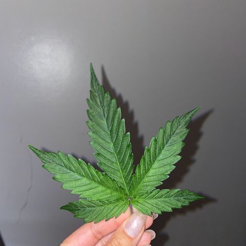 Wedding cake  growlog timeline photo
