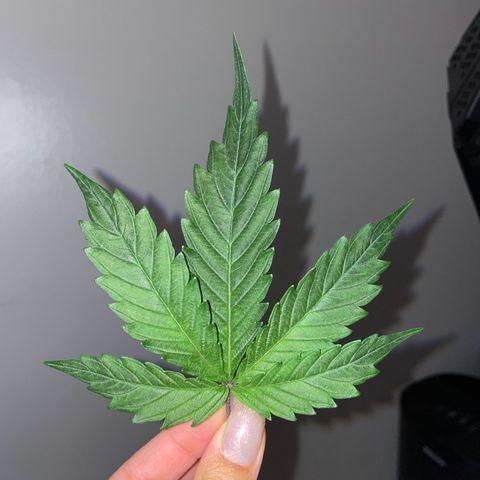 Wedding cake  growlog timeline photo