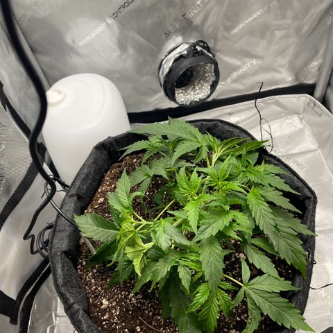 Wedding cake  growlog timeline photo