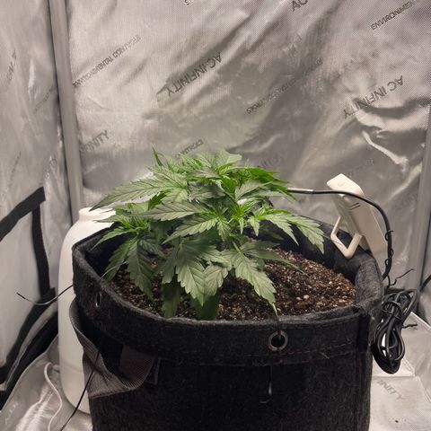 Wedding cake  growlog timeline photo