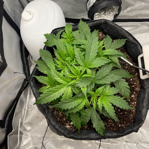 Wedding cake  growlog timeline photo