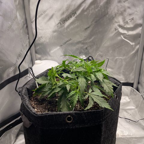 Wedding cake  growlog timeline photo