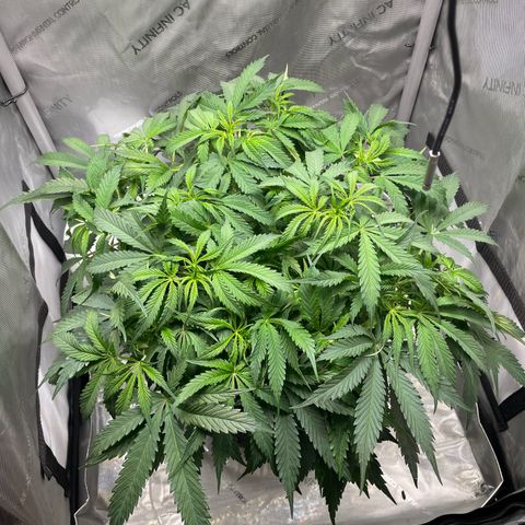Wedding cake  growlog timeline photo