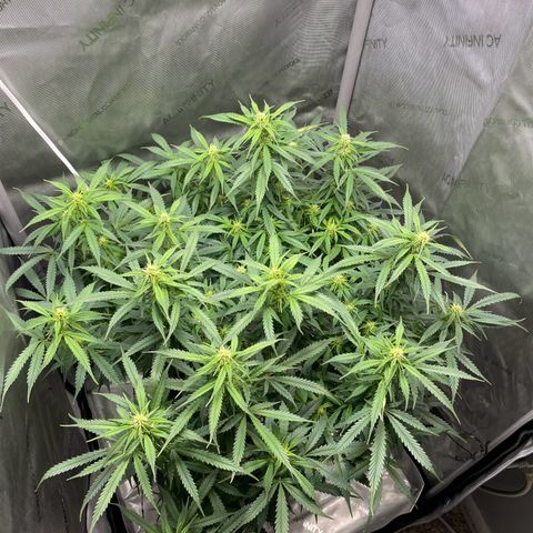 Wedding cake  growlog timeline photo