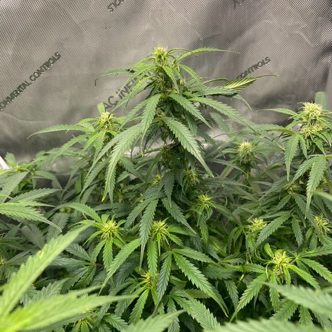 Wedding cake  growlog timeline photo