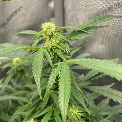 Wedding cake  growlog timeline photo