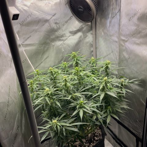 Wedding cake  growlog timeline photo