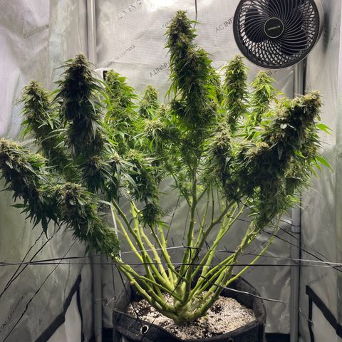 Wedding cake  growlog timeline photo