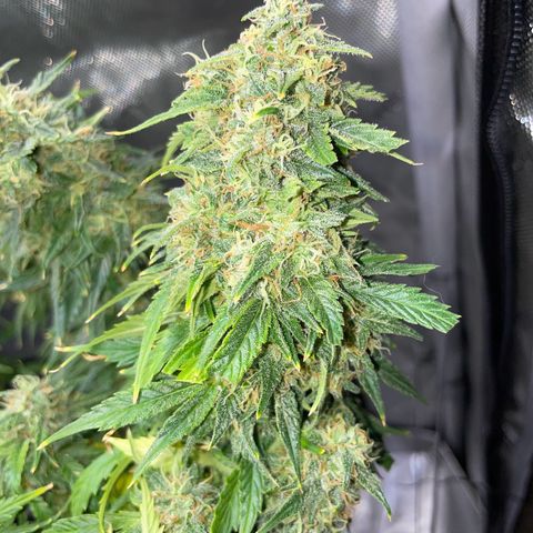 Wedding cake  growlog timeline photo