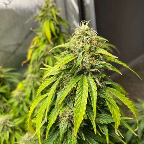 Wedding cake  growlog timeline photo