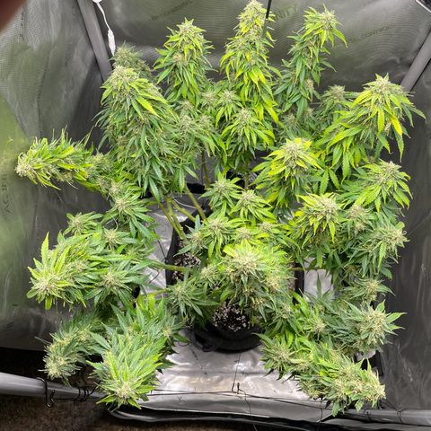 Wedding cake  growlog timeline photo