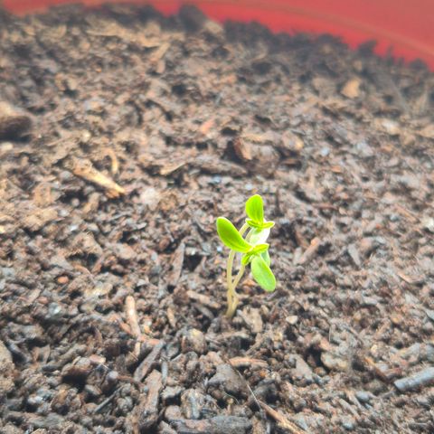 Apple Fritter TWIN growlog timeline photo