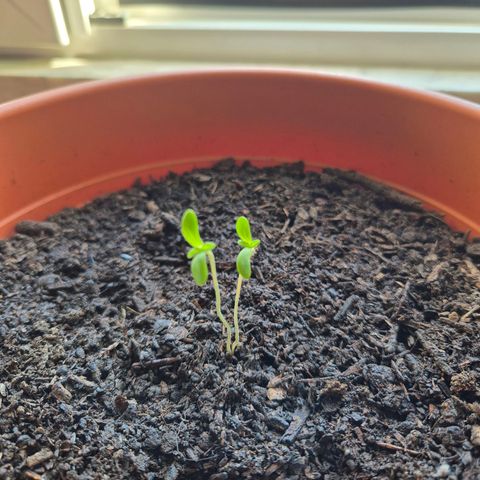 Apple Fritter TWIN growlog photo: che cucciole
