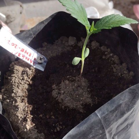 Jamaica Sativa growlog timeline photo