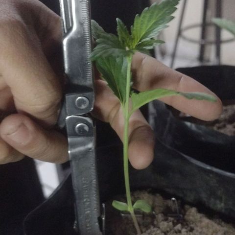 Jamaica Sativa growlog timeline photo