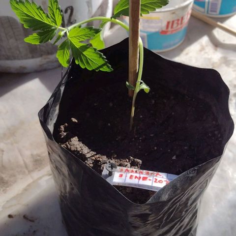 Jamaica Sativa growlog timeline photo