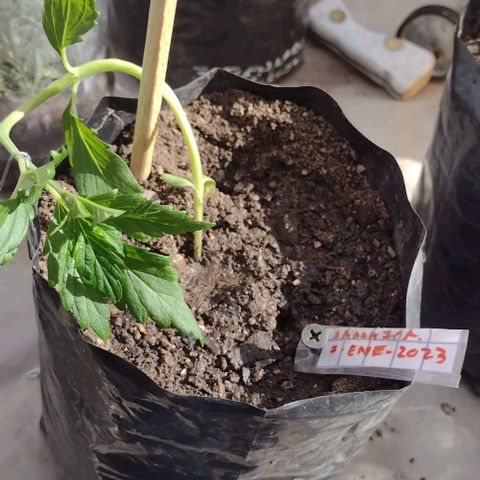 Jamaica Sativa growlog timeline photo