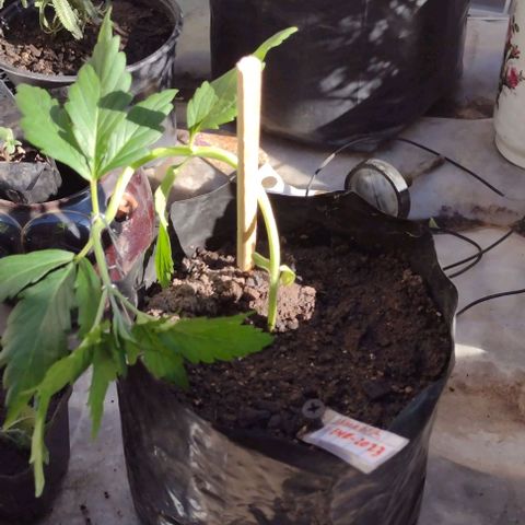 Jamaica Sativa growlog timeline photo