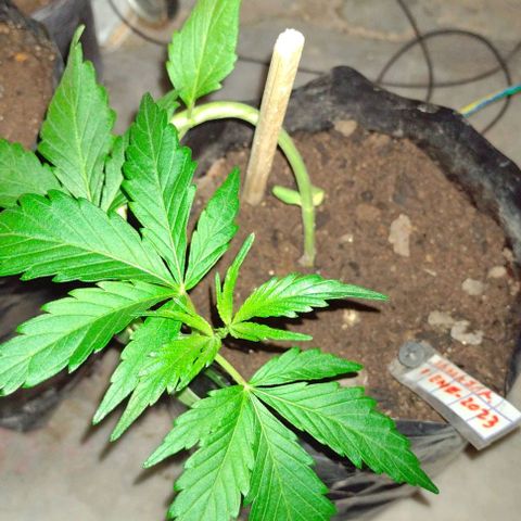 Jamaica Sativa growlog photo: Fuera