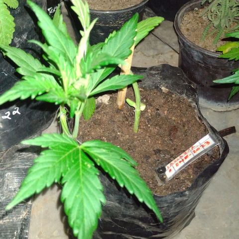 Jamaica Sativa growlog timeline photo