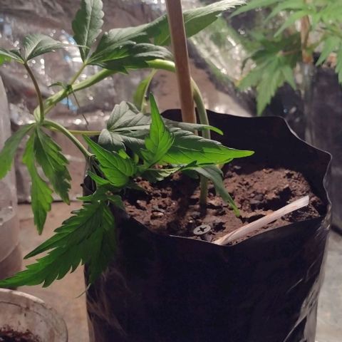 Jamaica Sativa growlog timeline photo