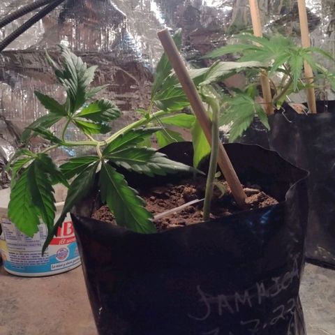 Jamaica Sativa growlog timeline photo
