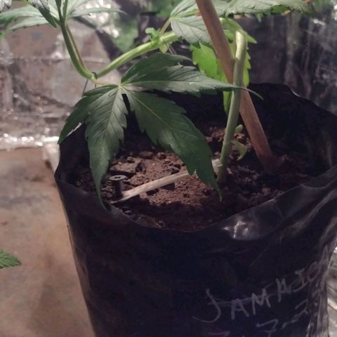 Jamaica Sativa growlog timeline photo