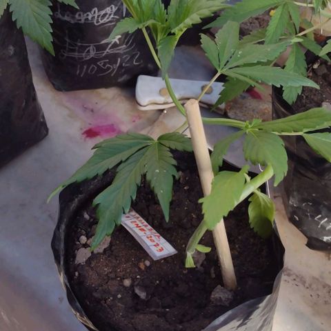 Jamaica Sativa growlog timeline photo