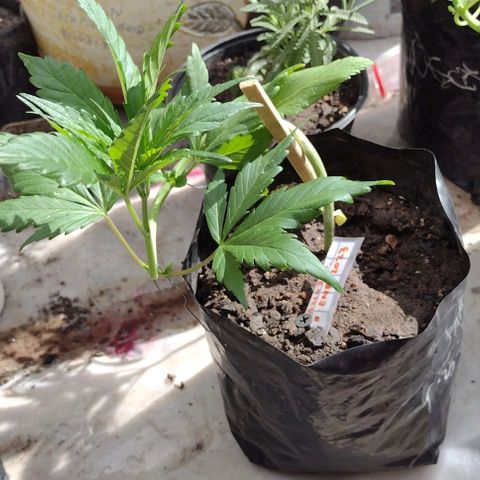 Jamaica Sativa growlog timeline photo
