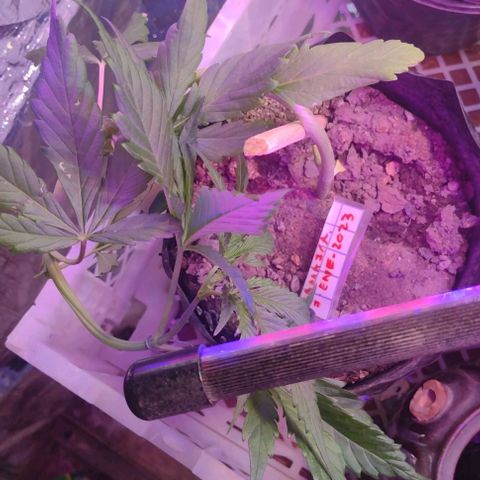 Jamaica Sativa growlog timeline photo