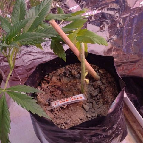 Jamaica Sativa growlog timeline photo