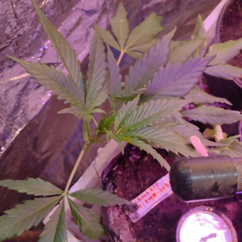 Jamaica Sativa growlog timeline photo