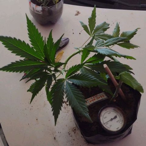 Jamaica Sativa growlog timeline photo