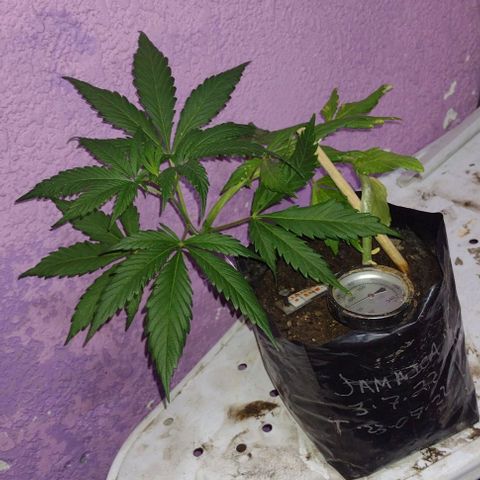 Jamaica Sativa growlog timeline photo