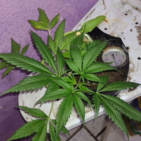 Jamaica Sativa growlog timeline photo