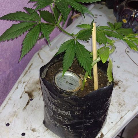 Jamaica Sativa growlog timeline photo